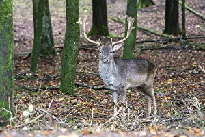 Fallow deer (Dama dama), standing in the forest