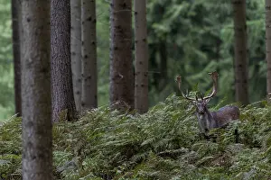 A fallow deer (Dama dama) walks to the rutting ground and crosses a coniferous forest
