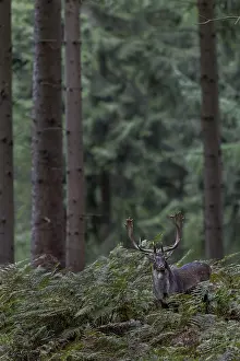 A fallow deer (Dama dama) on its way to the main rutting ground