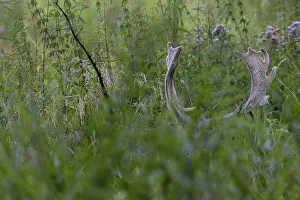 The fallow deer (Dama dama) is still wearing its velvet antlers