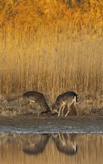 Fallow deer (Dama dama), young animals