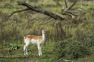 Fallow deer (dama dama), Zandvoort
