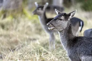 Fallow deer, female fallow deer (Dama dama)