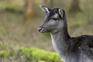 Fallow deer, female fallow deer (Dama dama)