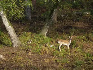 Fallow deer in the forest, North Rhine-Westphalia