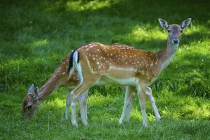 Two fallow deer grazing on a green meadow in quiet surroundings