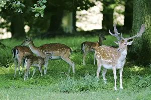Fallow deer with herd, captive