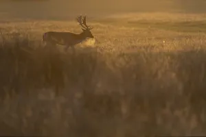 Fallow deer, London, England, Great Britain