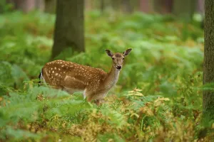 A fallow deer looks calmly through the lush green of the forest