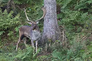 Fallow Deer, only males have antlers