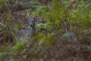 The fallow deer spike (Dama dama) keeps looking in my direction