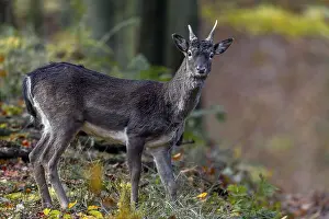 A fallow deer spike (Dama dama) on the way to the main rutting ground