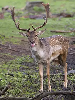 Fallow deer sticking out its tongue