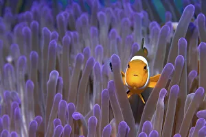 False anemonefish or Clownfish Amphiprion ocellaris