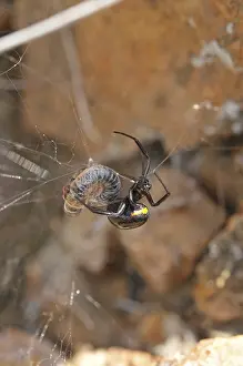 False black widow (Steatoda paykulliana)