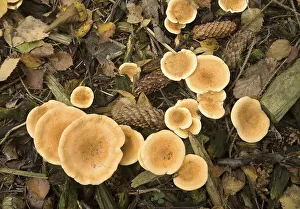 False Chanterelle (Hygrophoropsis aurantiaca)
