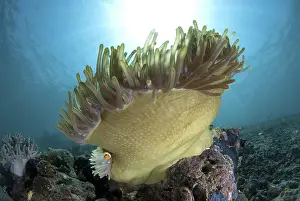 False Clown Anemonefish (Amphiprion ocellaris)