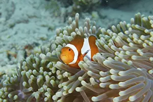 A false clownfish (Amphiprion ocellaris) with a curious eye in a sea anemone