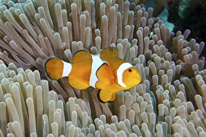 A false clownfish (Amphiprion ocellaris) swims over the tentacles of a sea anemone