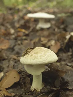 False death cap (Amanita citrina)