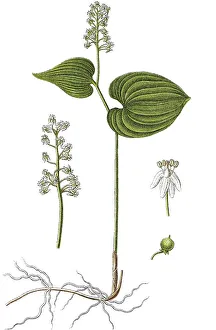 False lily of the valley or May lily (Maianthemum bifolium)