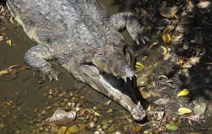 False or Malayan Gharial (Tomistoma schlegelii) sunbathing with open jaws