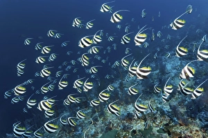 False moorish idol (Heniochus diphreutes) swims over coral reef
