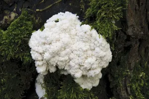 False Puffball (Enteridium lycoperdon) plasmodial phase