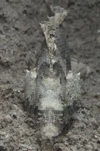 False scorpionfish (Centrogenys vaigiensis)