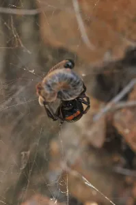 False widow