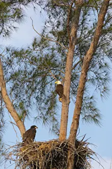 Framed Print : Family of bald eagle Haliaeetus leucocephalus parents with their nest of chicks on Marco Island
