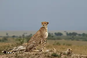 Family of Cheetahs (Acinonyx jubatus)