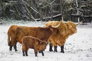A family of Highland cattle (Bos primigenius)