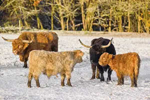 A family of Highland cattle (Bos primigenius)