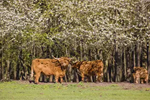 A family of Highlands (Bos primigenius)