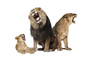 Family of lion, Male, female and lion cub together