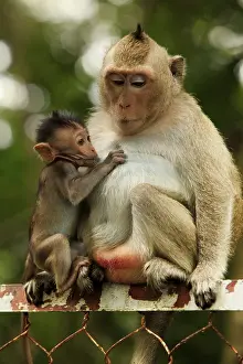Family of monkeys. Cambodia