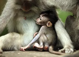 Family of monkeys. Monkeys forest on Bali