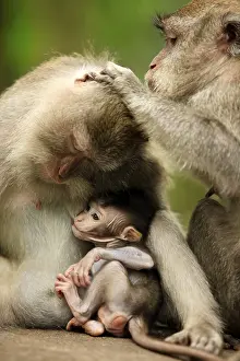 Family of monkeys. Monkeys forest on Bali