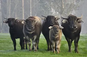 Family of swamp buffalo, Bubalus bubalis