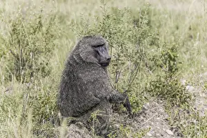 The famous Masai Mara Reserve in Kenya