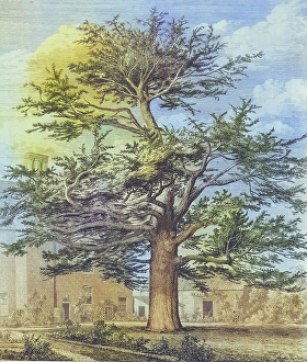 Famous old trees, The Cedar of Enfield, England, Historical, digitally restored reproduction from a 19th century original, coloured, Record date not stated
