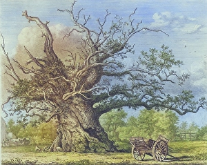 Famous old trees, The Cowthorpe Oak was an oak tree in Cowthorpe, North Yorkshire, England. In its heyday, its canopy is said to have covered an area of 2, 000 square metres