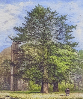 Famous old trees, The Larches of Dunkeld, England, Historical, digitally restored reproduction from a 19th century original, coloured, Record date not stated