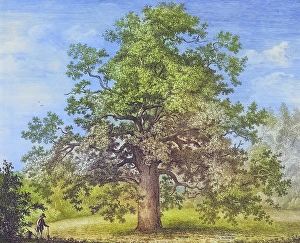 Famous old trees, Panshanger Oak is England's largest single-stemmed oak. The tree is estimated to be around 500 years old and may have been planted by Queen Elizabeth I