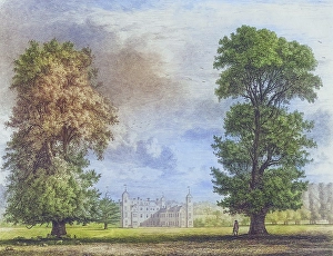 Famous old trees, The plane tree and the lime tree in Cobham Park, a former parkland and villa between the villages of Cobham and Downside in Surrey, England, Historic, digitally restored reproduction from a 19th century original, coloured