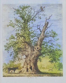 Famous old trees, The Shelton Oak, also known as Owen Glendwr's Observatory or Glendower Oak, was a very old oak tree near Shrewsbury, England. It may be the grette Oak at Shelton, mentioned in a document from the time of Henry III (1216-1272)