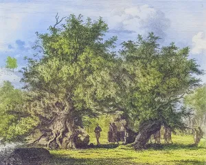 Famous old trees, The yew of Fortingall, England, Historical, digitally restored reproduction from a 19th century original, coloured, Record date not stated