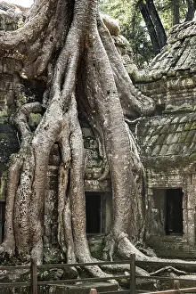 The famous Ta Prohm temple in Angkor Wat, Cambodia