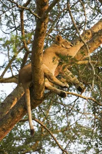 One of the famous tree-climbing lions (Panthera leo)